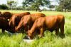 BONSMARA Biotipo ideal de la ganadería de carne para Colombia